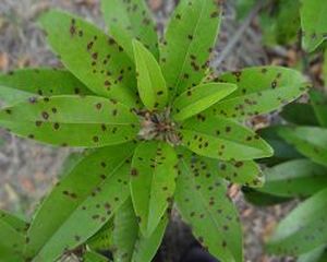 uploads/images/disease/Leaf spot of sapota.jpg